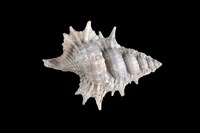 藏品(小翼法螺)的圖片